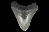 Fossil Megalodon Tooth - South Carolina #95472-1